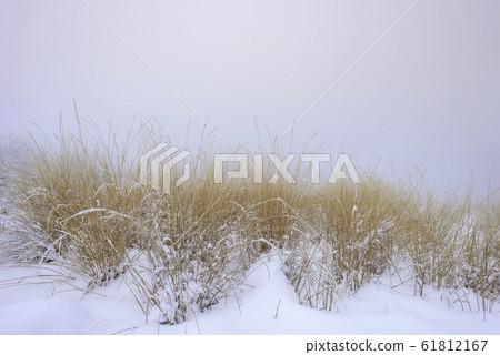 Forest grass covered with fresh snow 61812167