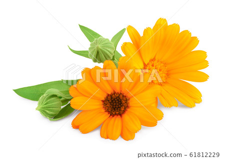 Calendula. Marigold flower with leaves isolated on white background Calendula. Marigold flower with leaves isolated on white background 61812229