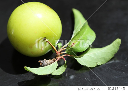 a green plum over black background a green plum over black background 61812445