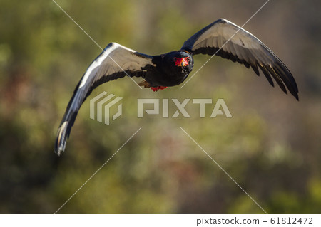 Bateleur Eagle in Kruger National park, South 61812472