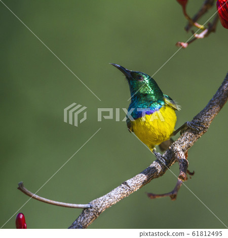 Collared Sunbird in Kruger National park, South Collared Sunbird in Kruger National park, South 61812495