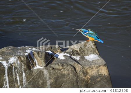Half collared Kingfisher in Kruger National park, Half collared Kingfisher in Kruger National park, 61812598