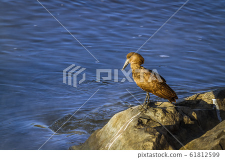 Hamerkop in Kruger National park, South Africa Hamerkop in Kruger National park, South Africa 61812599