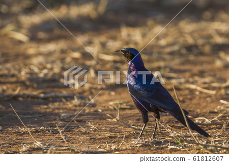 Meves Glossy Starling in Kruger National park, Meves Glossy Starling in Kruger National park, 61812607