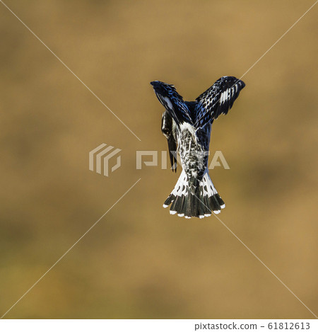 Pied kingfisher in Kruger National park, South 61812613