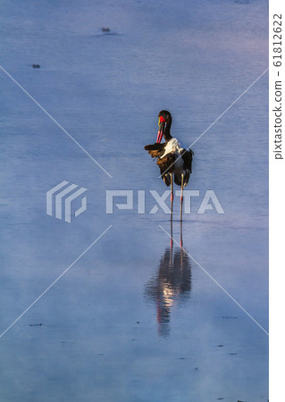 Saddle billed stork in Kruger National park, South 61812622