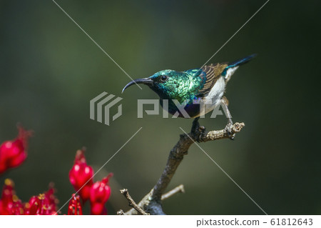 White breasted Sunbird in Kruger National park, 61812643