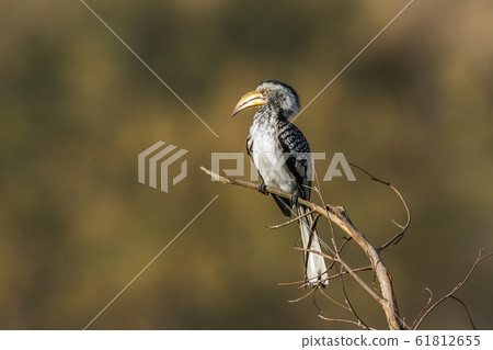 Southern yellow billed hornbill in Kruger National 61812655
