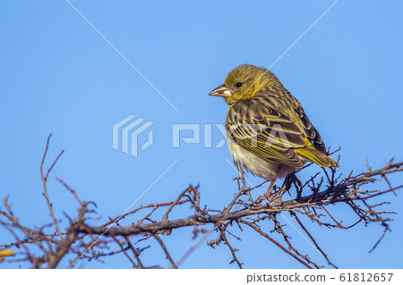 Yellow fronted Canary in Kruger National park, Yellow fronted Canary in Kruger National park, 61812657