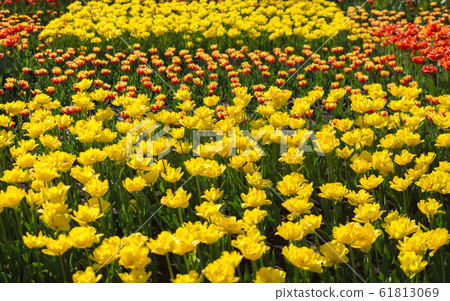 flowerbed with flowers 61813069