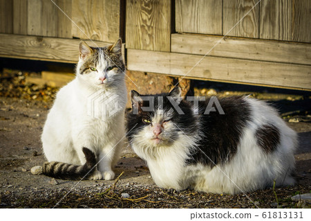 Couple of homeless cat wait for better days 61813131