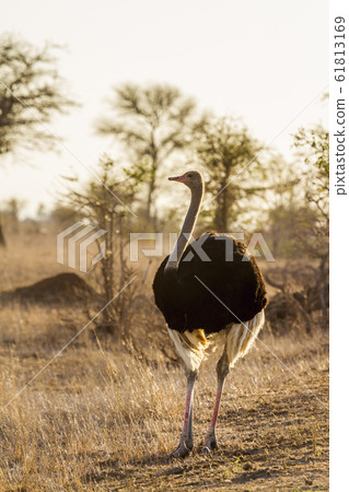 African Ostrich in Kruger National park, South 61813169
