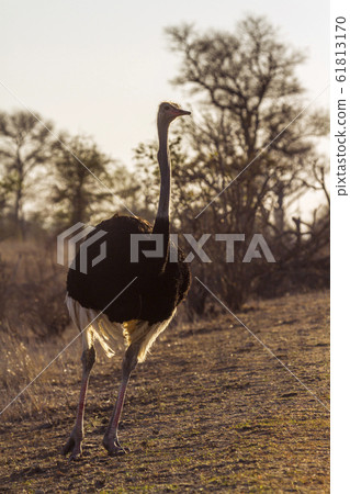 African Ostrich in Kruger National park, South African Ostrich in Kruger National park, South 61813170