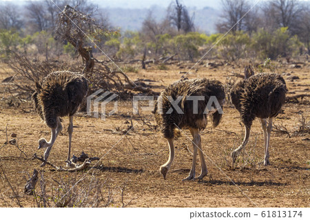 African Ostrich in Kruger National park, South African Ostrich in Kruger National park, South 61813174