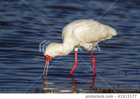 African spoonbill in Kruger National park, South 61813177