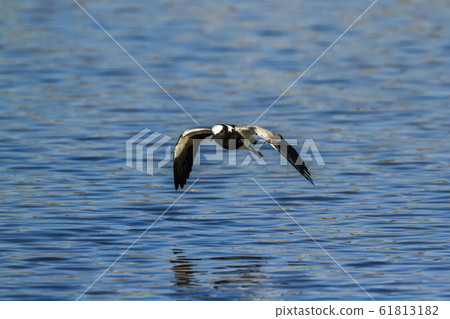 Blacksmith Lapwing in Kruger National park, South Blacksmith Lapwing in Kruger National park, South 61813182