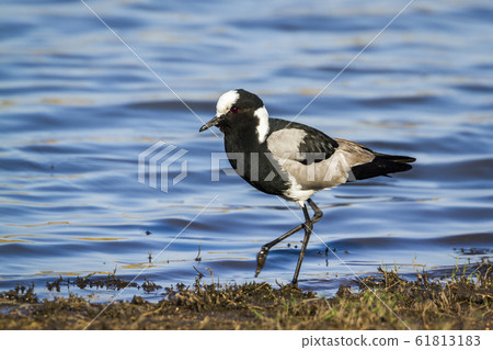 Blacksmith Lapwing in Kruger National park, South 61813183