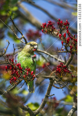Brown headed Parrot in Kruger National park, South 61813188