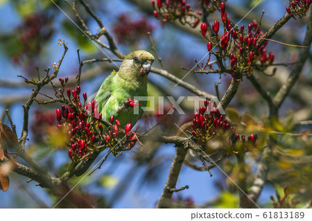Brown headed Parrot in Kruger National park, South 61813189