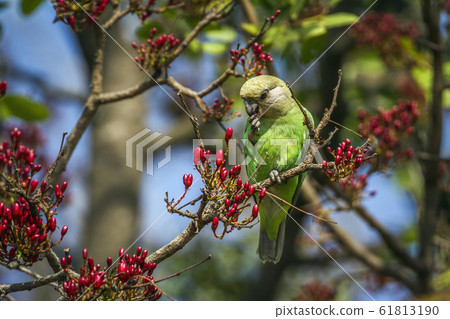 Brown headed Parrot in Kruger National park, South 61813190