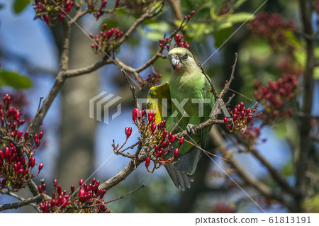 Brown headed Parrot in Kruger National park, South 61813191