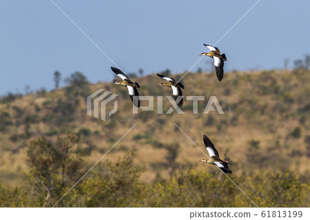 Egyptian Goose in Kruger National park, South Egyptian Goose in Kruger National park, South 61813199