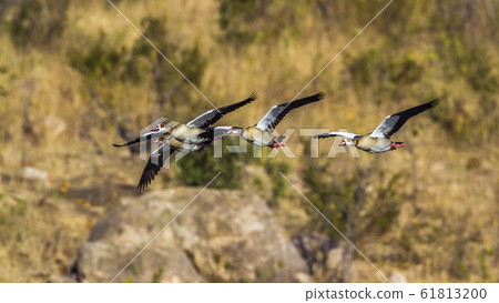 Egyptian Goose in Kruger National park, South 61813200