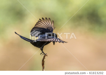 Fork tailed Drongo in Kruger National park, South Fork tailed Drongo in Kruger National park, South 61813202