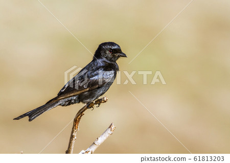 Fork tailed Drongo in Kruger National park, South Fork tailed Drongo in Kruger National park, South 61813203