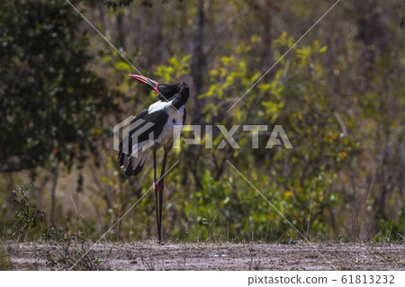 Saddle billed stork in Kruger National park, South 61813232