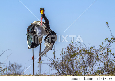 Saddle billed stork in Kruger National park, South Saddle billed stork in Kruger National park, South 61813236