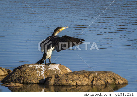 White breasted Cormorant in Kruger National park, 61813251