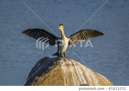 White breasted Cormorant in Kruger National park, 61813252