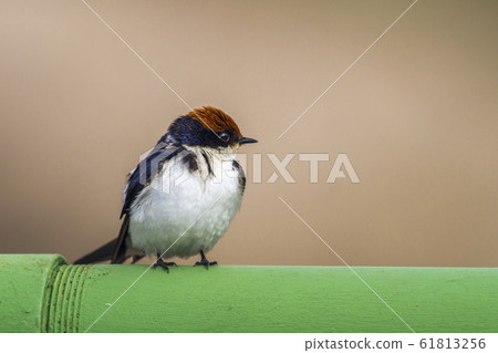 Wire tailed Swallow in Kruger National park, South Wire tailed Swallow in Kruger National park, South 61813256
