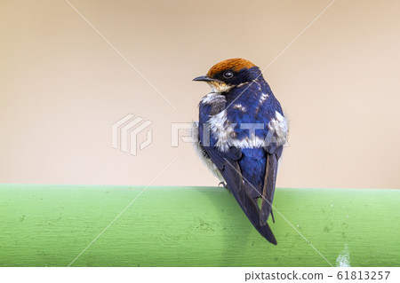 Wire tailed Swallow in Kruger National park, South Wire tailed Swallow in Kruger National park, South 61813257