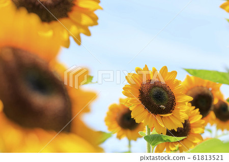 向日葵·夏天 向日葵·夏天 61813521