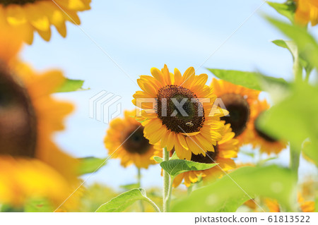 向日葵·夏天 向日葵·夏天 61813522