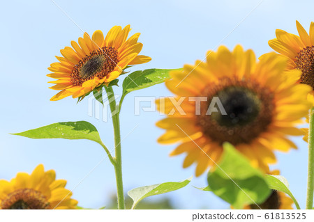 向日葵·夏天 61813525