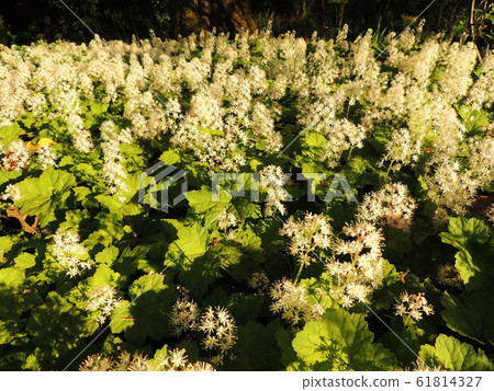 Coolwort or foam flower during flowering 61814327