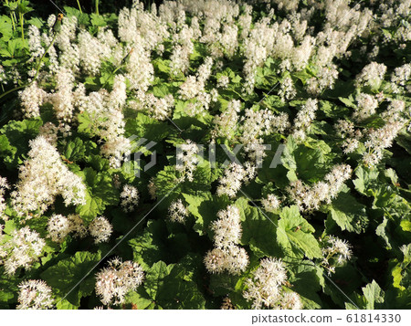 Coolwort or foam flower during flowering Coolwort or foam flower during flowering 61814330