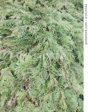 Spreading branches of microbiota, Microbiota Spreading branches of microbiota, Microbiota 61814382