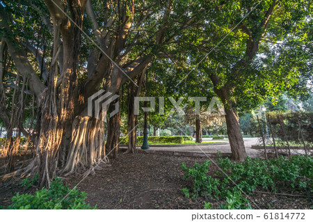 Aerial roots. Banyan tree Ficus benghalensis 61814772