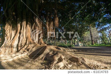 Aerial roots. Old tree roots simulating a hand Aerial roots. Old tree roots simulating a hand 61814783