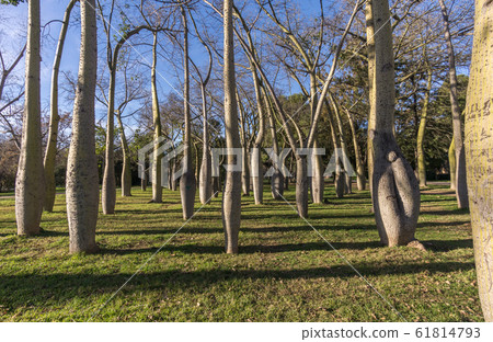 Turia River gardens, Jardin del Turia, leisure and sport area in Valencia, Spain, plenty of trees of the variety Ceiba Turia River gardens, Jardin del Turia, leisure and sport area in Valencia, Spain, plenty of trees of the variety Ceiba 61814793