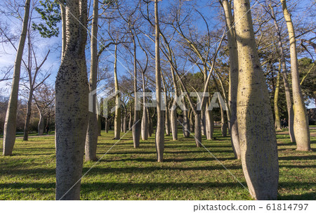Turia River gardens, Jardin del Turia, leisure and sport area in Valencia, Spain, plenty of trees of the variety Ceiba 61814797