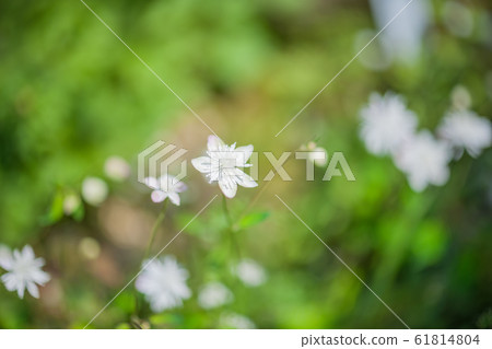 Mountain wild grass 61814804