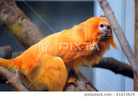 Golden Lion Tamarin 61815629