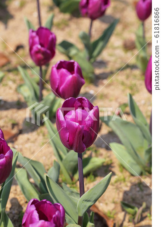 紫塞鬱金香花 紫塞鬱金香花 61816866
