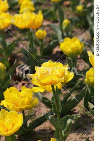 瑪麗喬鬱金香花 瑪麗喬鬱金香花 61816867