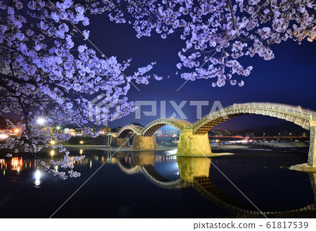 點亮櫻花和Kintaikai橋 61817539